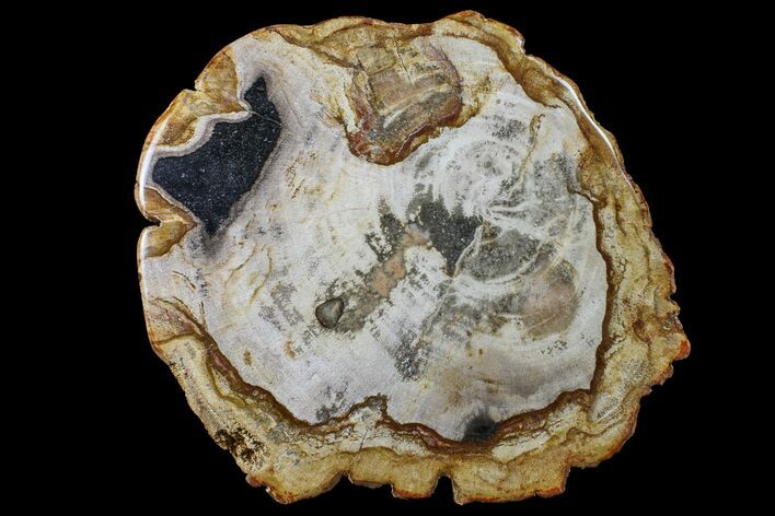 Polished, Petrified Wood Round - Indonesia #159358